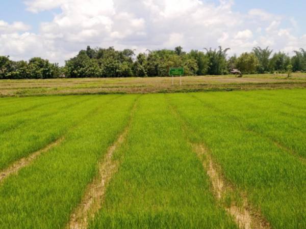 实皆省实皆县区2024—25财政年度规划种植2万多英亩雨季稻