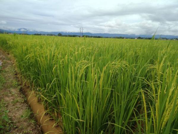 实皆省杰沙县区今年夏季种植了夏季稻1万多英亩