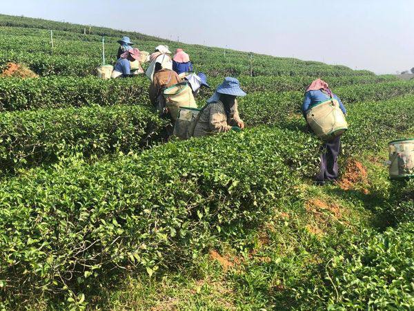 茶叶产量增加但雨初茶叶不大受人欢迎