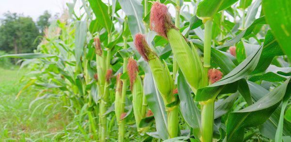 实皆省茵马宾专冬季期间种植的玉米玉蜀黍已全部完成采收工作