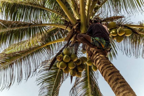 斯里兰卡国家将在今年11月份举办国际椰子节活动