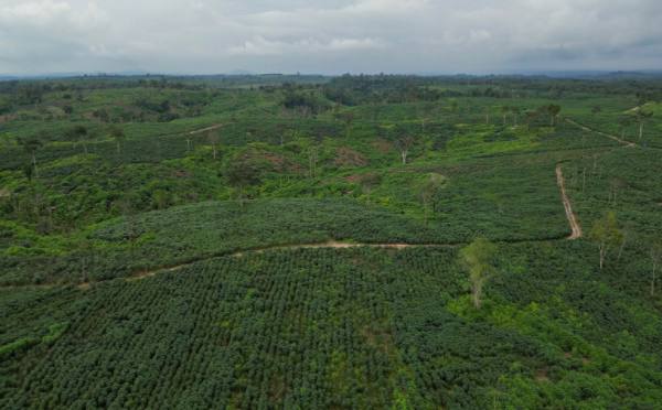 老挝国家在本年度内将种植3,400万棵树