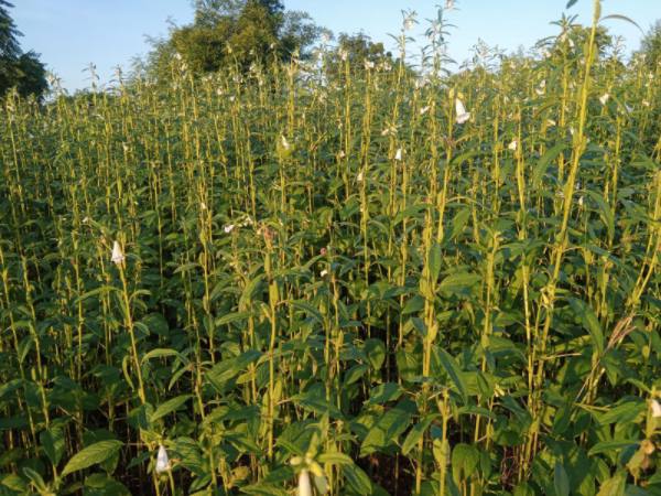 实皆省实皆专区今年夏季期间完成了夏芝麻4千多英亩种植工作