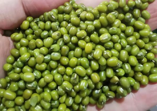 2023—24财政年度缅甸出口绿豆50多万吨获得3.3亿美元的收入