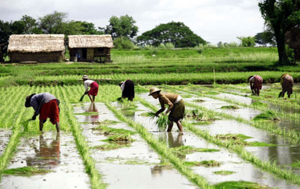 新财政年度近两个月缅甸农产品出口达8亿多美元