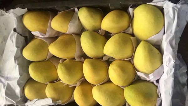 掸邦南部雅绍县区出产的圣德龙芒果畅销国内外市场