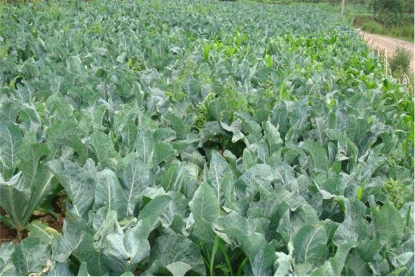 山地及平原地区出产的菜花都已大量进入曼德勒市场