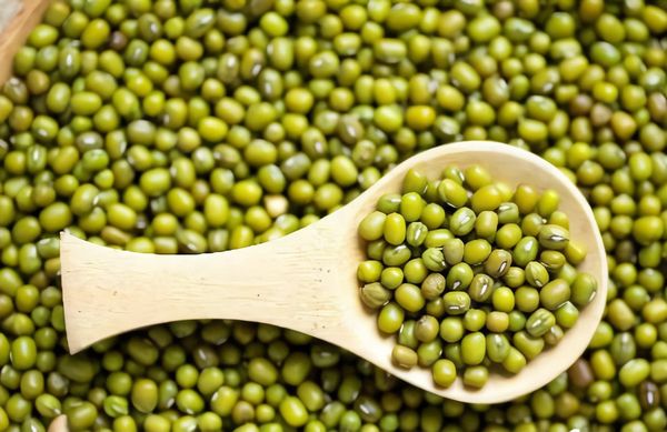 实皆省淡色县区完成冬作物绿豆3千多英亩的采收工作