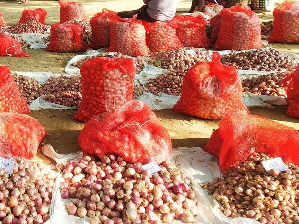 实皆省耶乌专区完成了洋葱与大蒜2千多英亩的采收工作