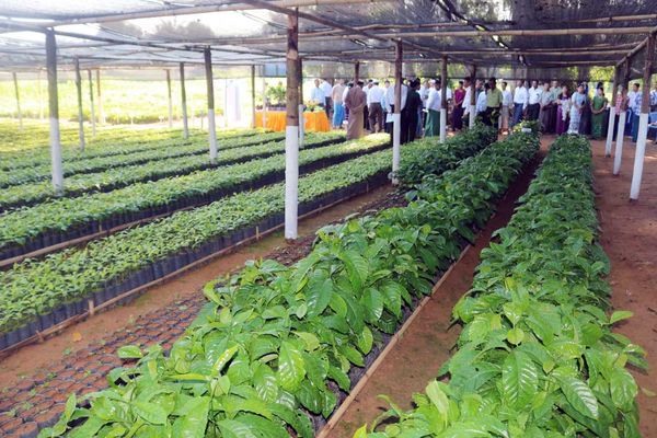 德林达依省丹老县区规划种植500英亩咖啡将免费赠送有关树苗