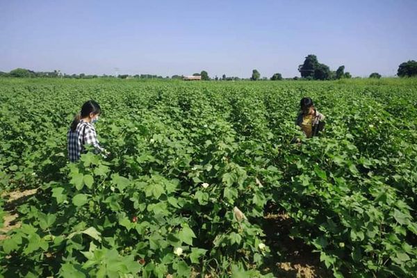 曼德勒省皎栖专区今年雨季规划种植3千多英亩长纤维棉花