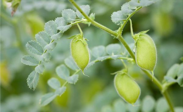 实皆省果林专区完成了冬作物鹰嘴豆6千多英亩的采收工作