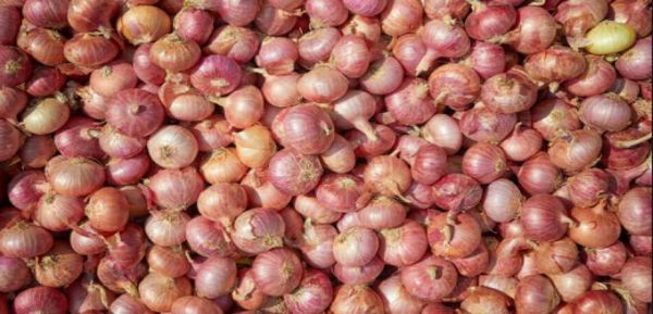 实皆省瑞帽县区完成了冬作物洋葱与大蒜2千多英亩的采收工作