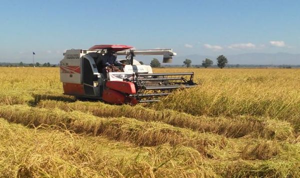 伊洛瓦底省勃生县区完成夏季稻4万多英亩的收割工作