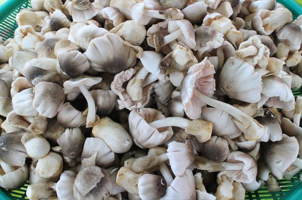 不焚烧稻草将之用来生产各种蘑菇不仅增加农民收入也有利于环保