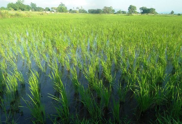实皆省茵都县区今年雨作物季节规划种植5万多英亩的雨季稻