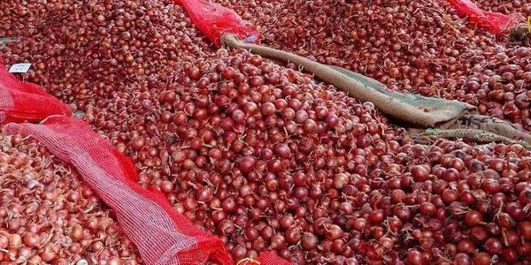 实皆省格礼专区完成了洋葱与大蒜4千多英亩的采收工作