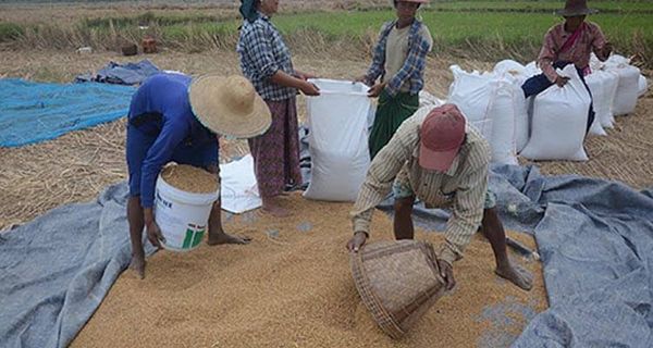 曼德勒省密铁拉专区口粮需求还不能自给自足