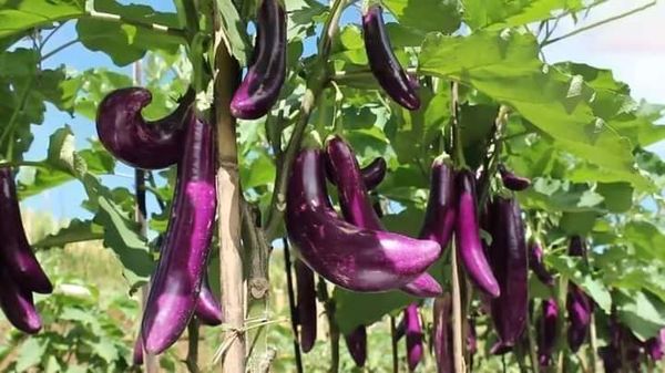 曼德勒省皎栖专区农民们种植茄子获得了好价钱