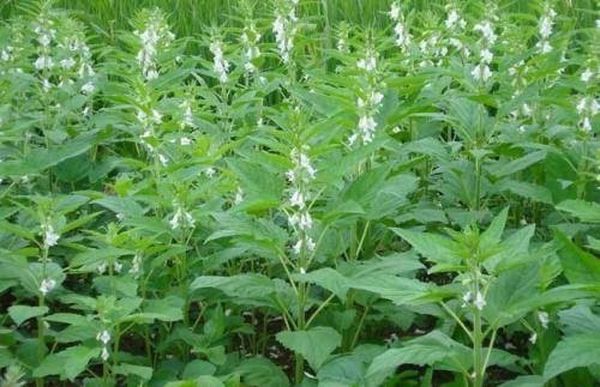 曼德勒省皎栖专区夏芝麻正在进行采收工作农民们获得了好价钱