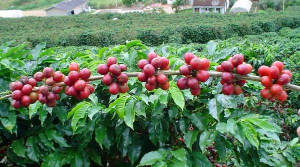 2024—25财政年度勃固省将种植罗布斯塔低地咖啡1千英亩