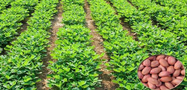 克钦邦种植油料作物花生每英亩产量达到55缅箩