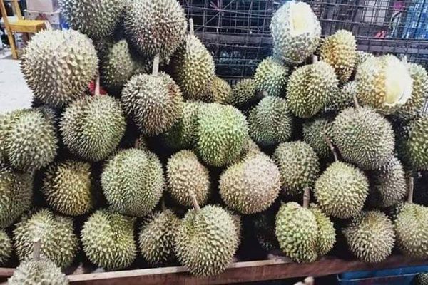 克伦邦丹东基县区波格利镇区所产榴莲上市获得好价钱