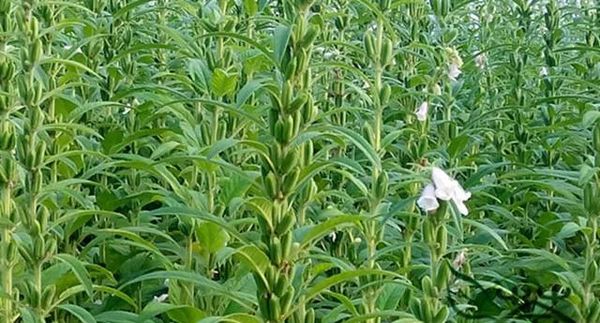 实皆省茵马宾专区完成夏芝麻3千多英亩的种植工作