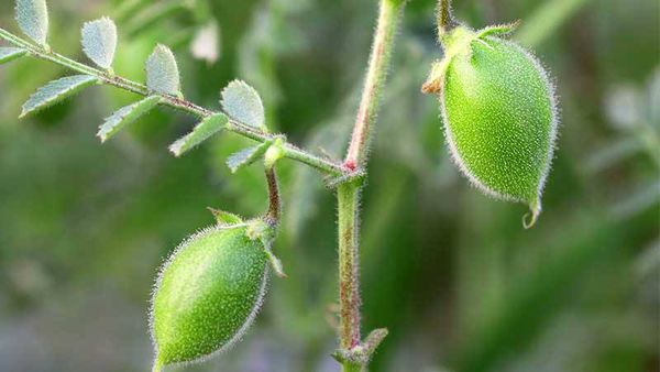 实皆省格礼专区完成1万多英亩冬鹰嘴豆的采收工作