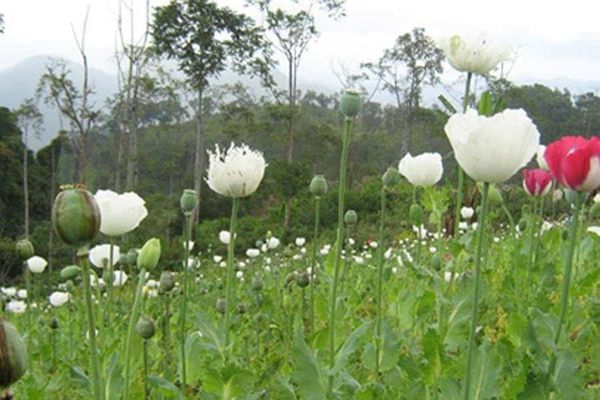 缅甸罂粟种植面积再度回升