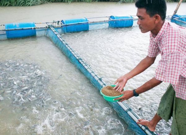 仰光省渔业工作局今年培育出的鱼苗60%将出售给民间饲养人员