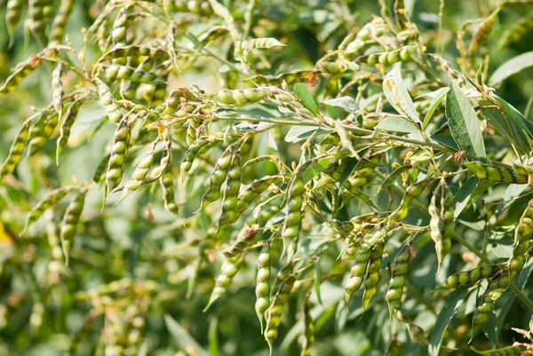 实皆省昌吴县区本年度内种植木豆超过2千多英亩