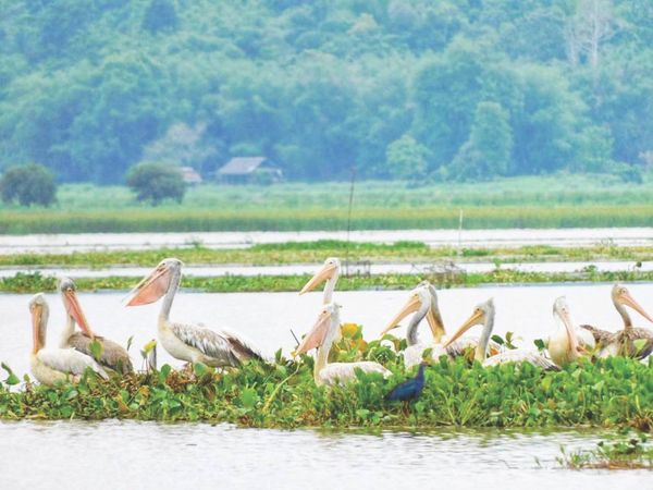 善于游泳也是捕鱼好手的斑喙鹈鹕鸟