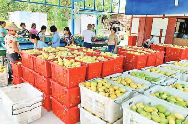 缅甸另一芒果品种Padamya Ngamauk畅销缅中边贸市场