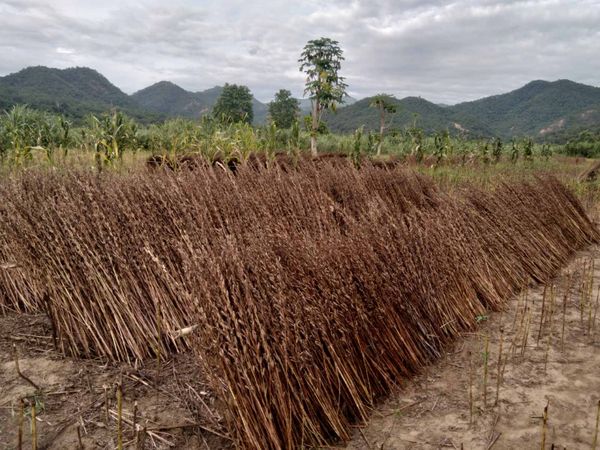 实皆省委勒县区完成夏芝麻6万多英亩的采收工作