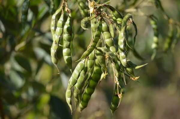 实皆省瑞帽县区今年雨季期间完成了木豆7千多英亩的种植工作