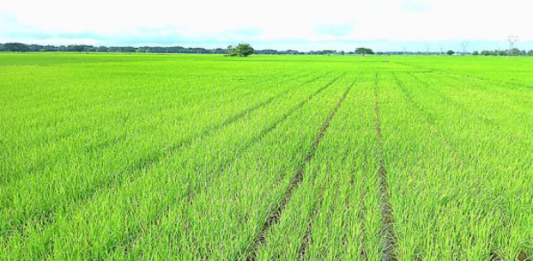 德林达依省丹老县区今年雨季已百分之百完成雨季稻的种植工作