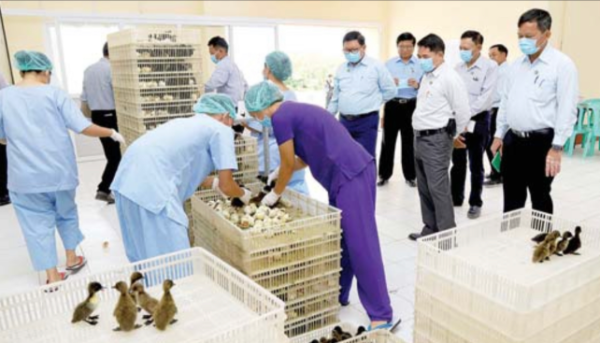 内比都地区生产出来的雏鸭为什么没人来购买？