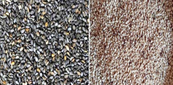 马圭省谬地县区开始雨芝麻的采收工作