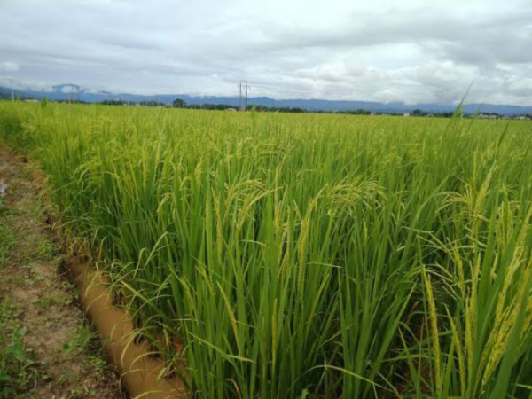 实皆省霍马林专区今年雨季完成了雨季稻1千多英亩的种植工作