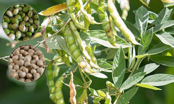 实皆省杰沙县区今年雨季种植了雨木豆800多英亩