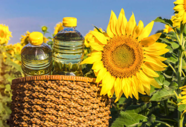 实皆省实皆县区今年雨季完成了雨油料作物3.7万多英亩种植工作