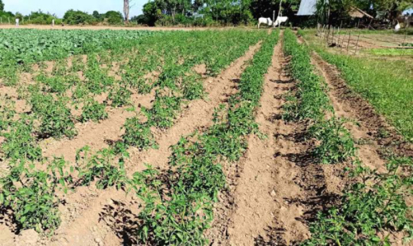 实皆省温托县区今年雨季完成雨蔬菜1千多英亩的种植工作