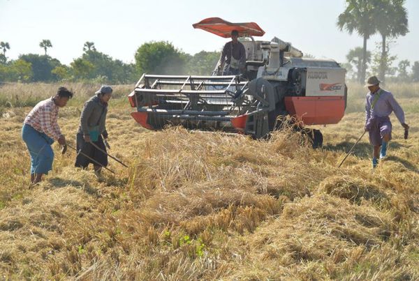 实皆省淡色县区已完成夏季稻7千多英亩的收割工作