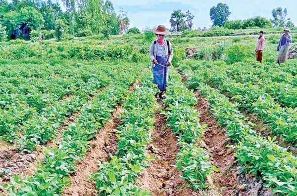 马圭省本漂县区今年雨季已完成十多万英亩雨作物的种植工作