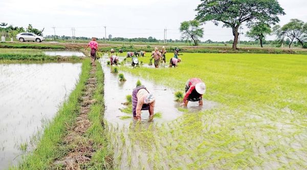 马圭省敏巫县区今年雨季完成了雨季稻3.9万英亩的种植工作