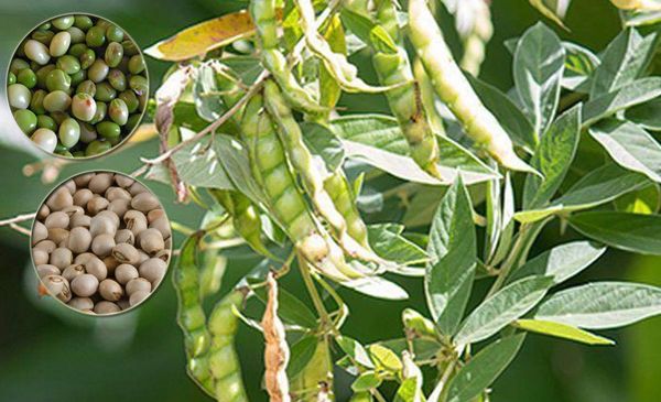 实皆省布达林县区今年雨季完成了木豆作物3万多英亩的种植工作