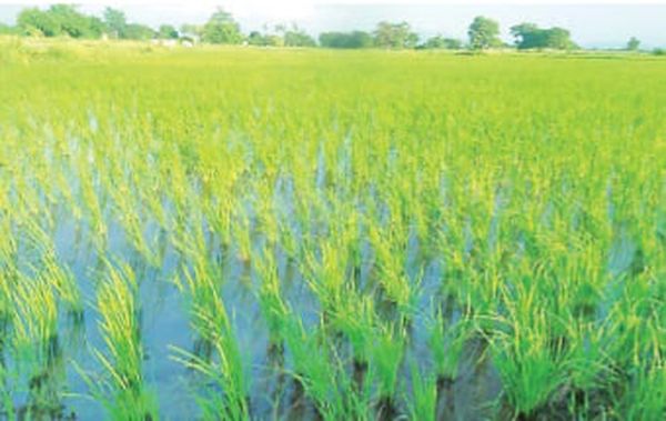 实皆省板卯县区今年雨季已完成1.4万多英亩雨季稻种植工作