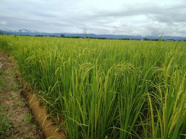 实皆省茵马宾专区今年雨季已完成了雨季稻5.1万多英亩种植工作