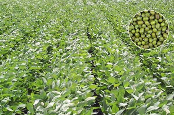 实皆省格礼瓦县区今年雨季种植了雨绿豆600多英亩